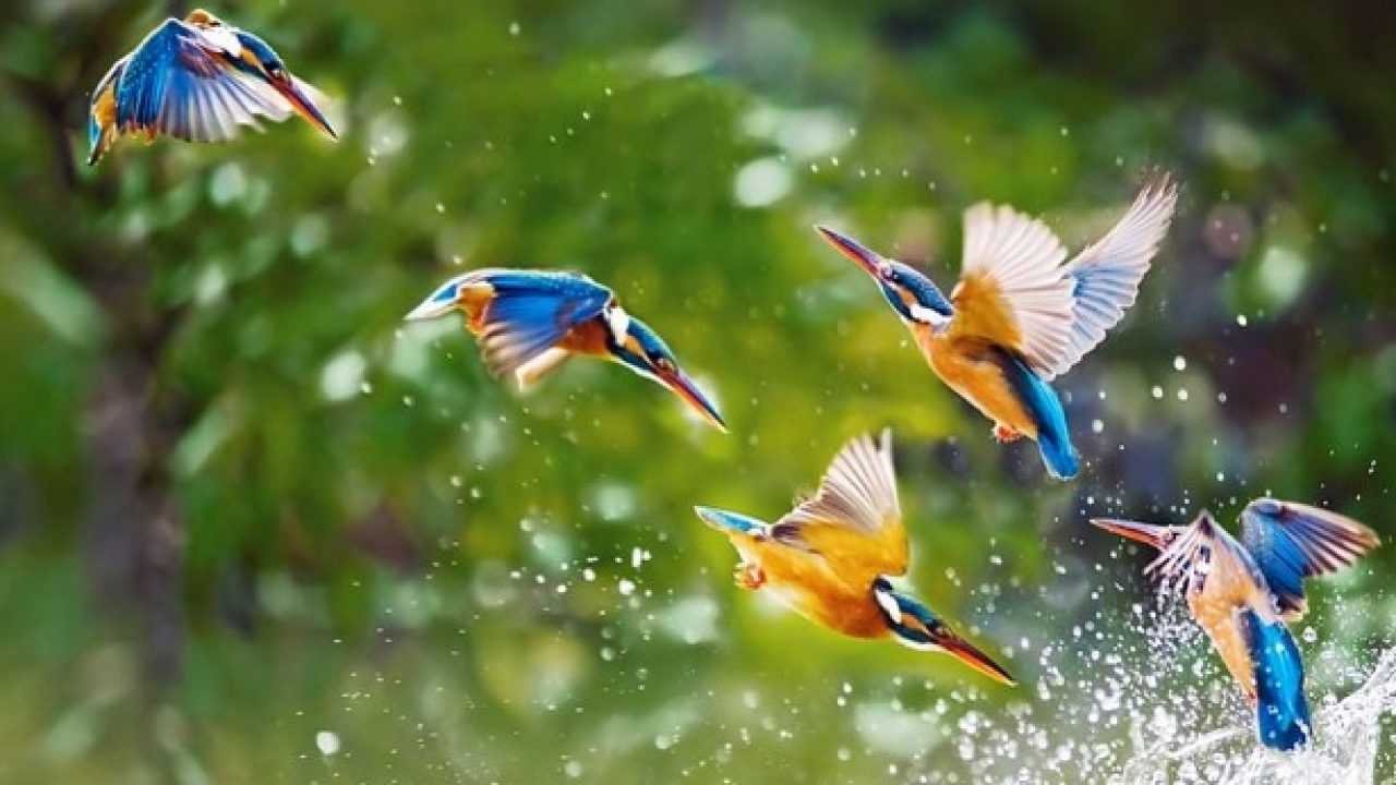 martin-pescatore.jpg consapevolezza e trasformazioni