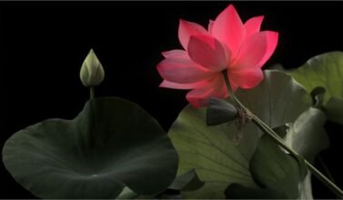 rinascere nell'amore per se stessi